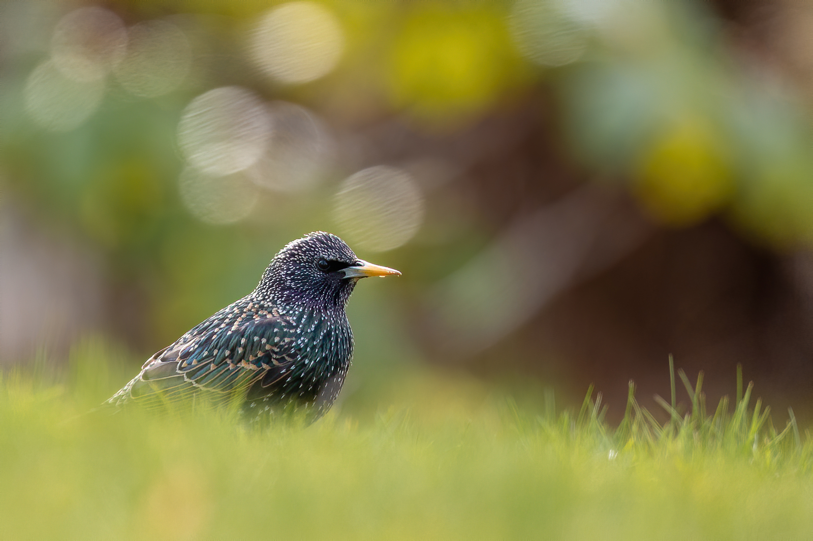 Starling in the grass