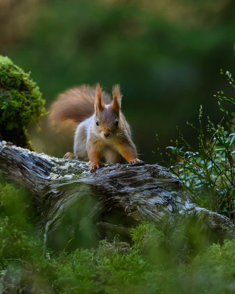 Red squirrel on an old log