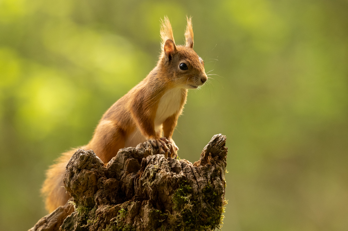 Red squirrel on top of a log
