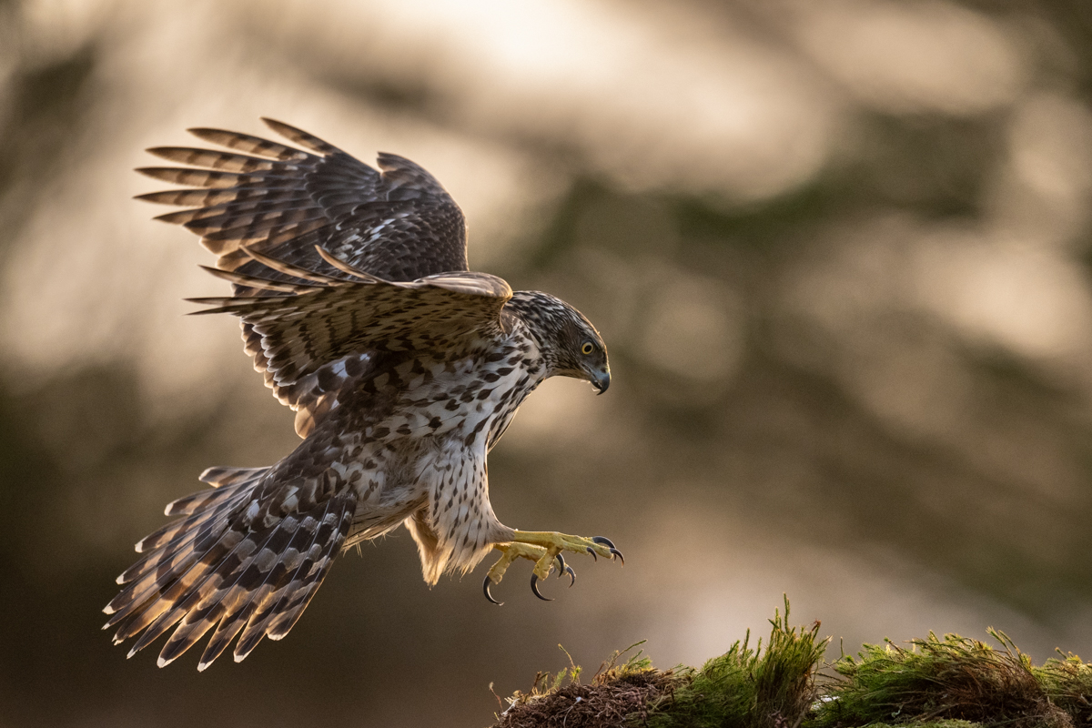 Young goshawk in backlight