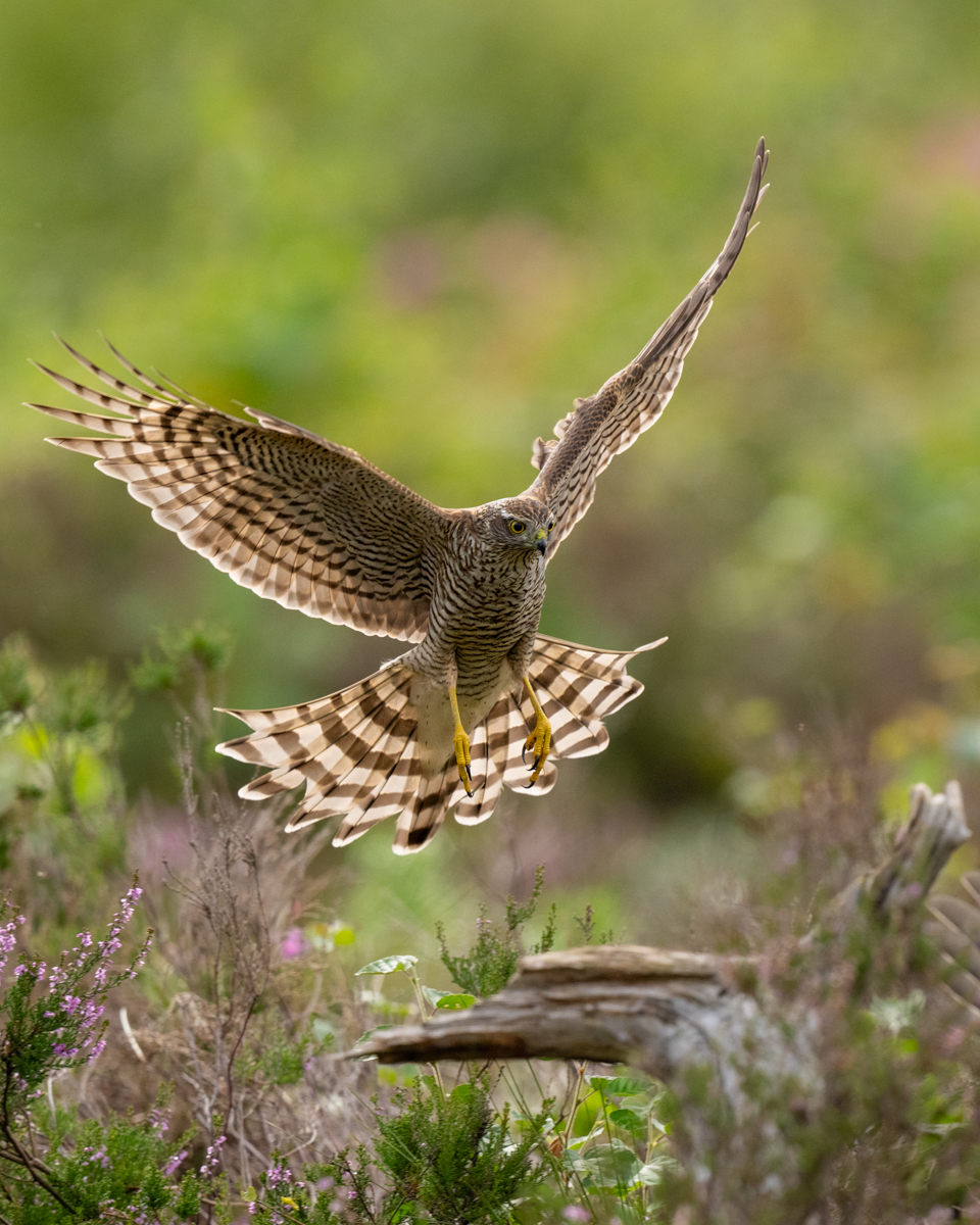 Sparrowhawk in for landing in the heather marsh