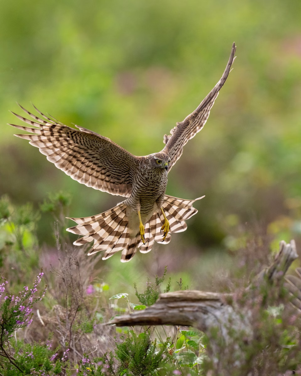 Sparrowhawk in for landing in the heather marsh