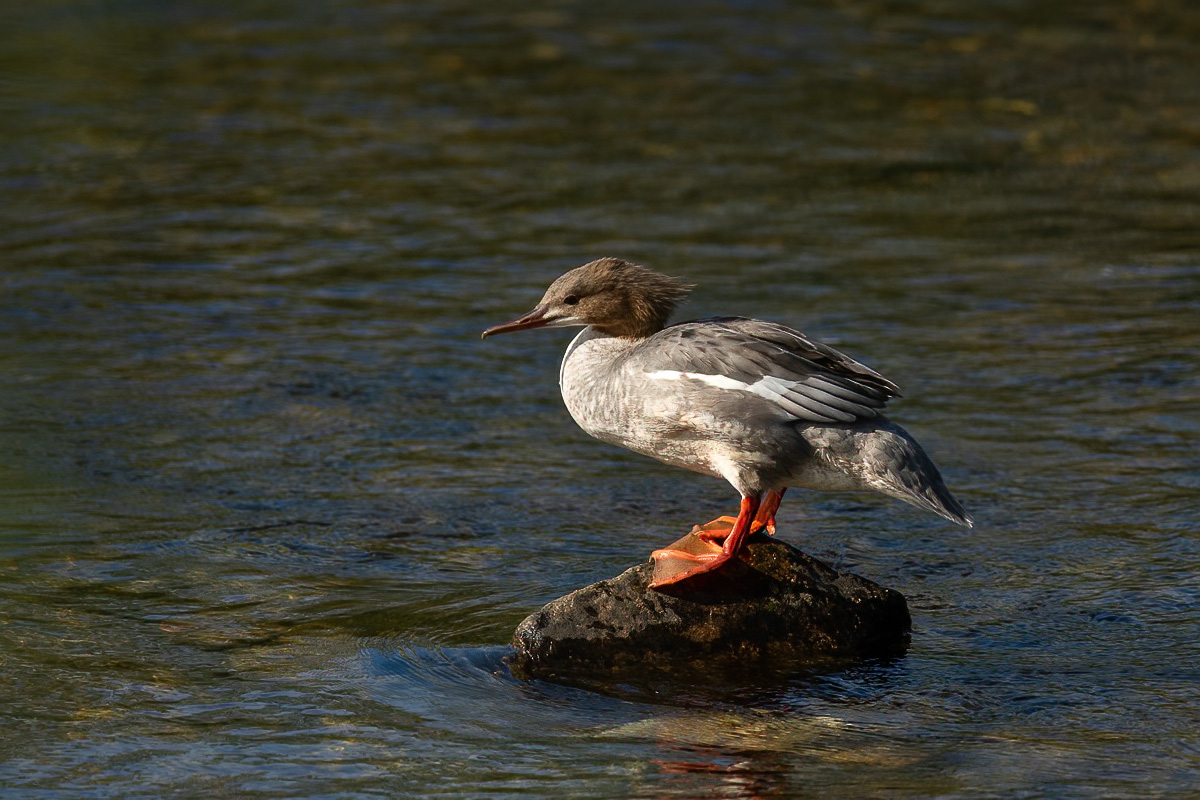 Common merganeser on a river rock