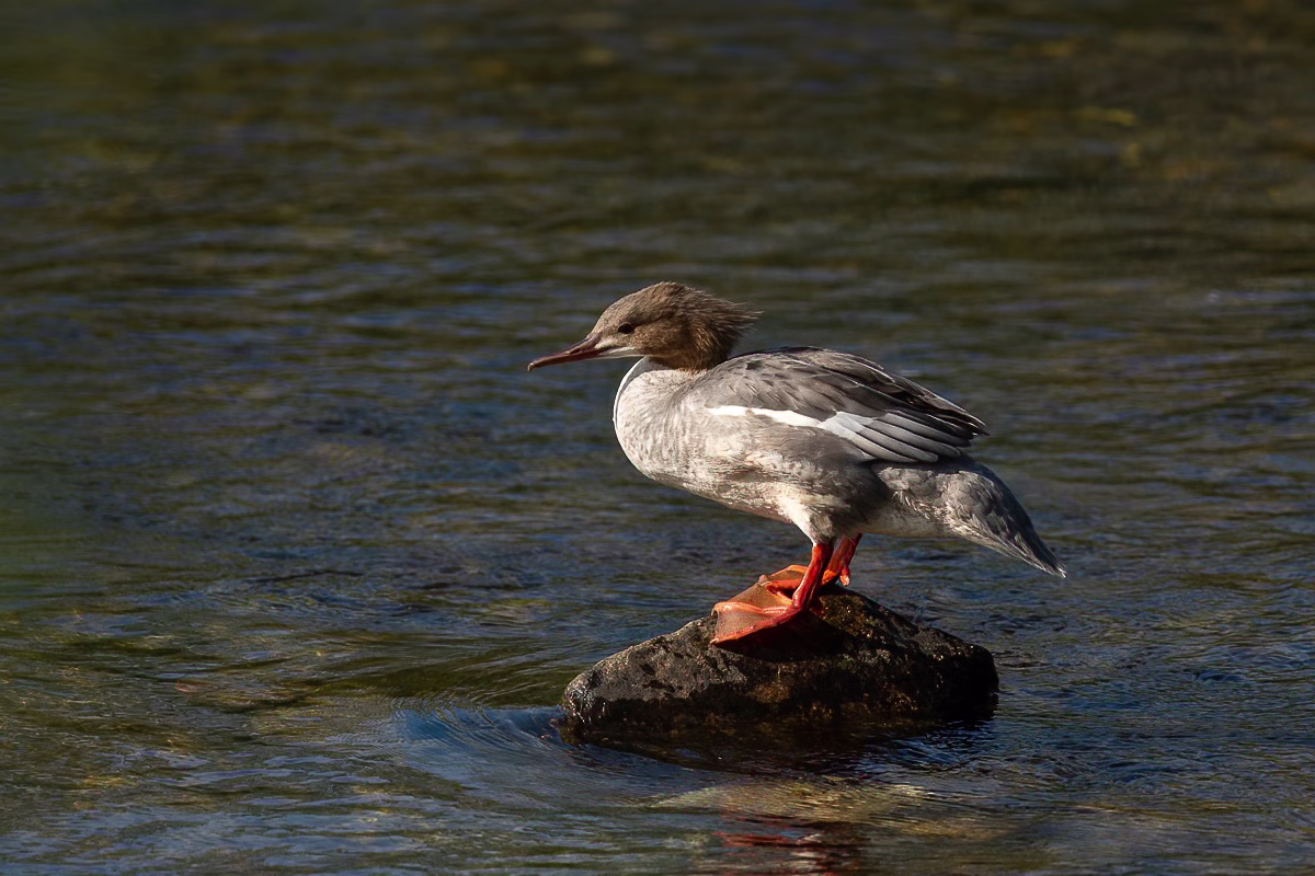 Common merganeser on a river rock