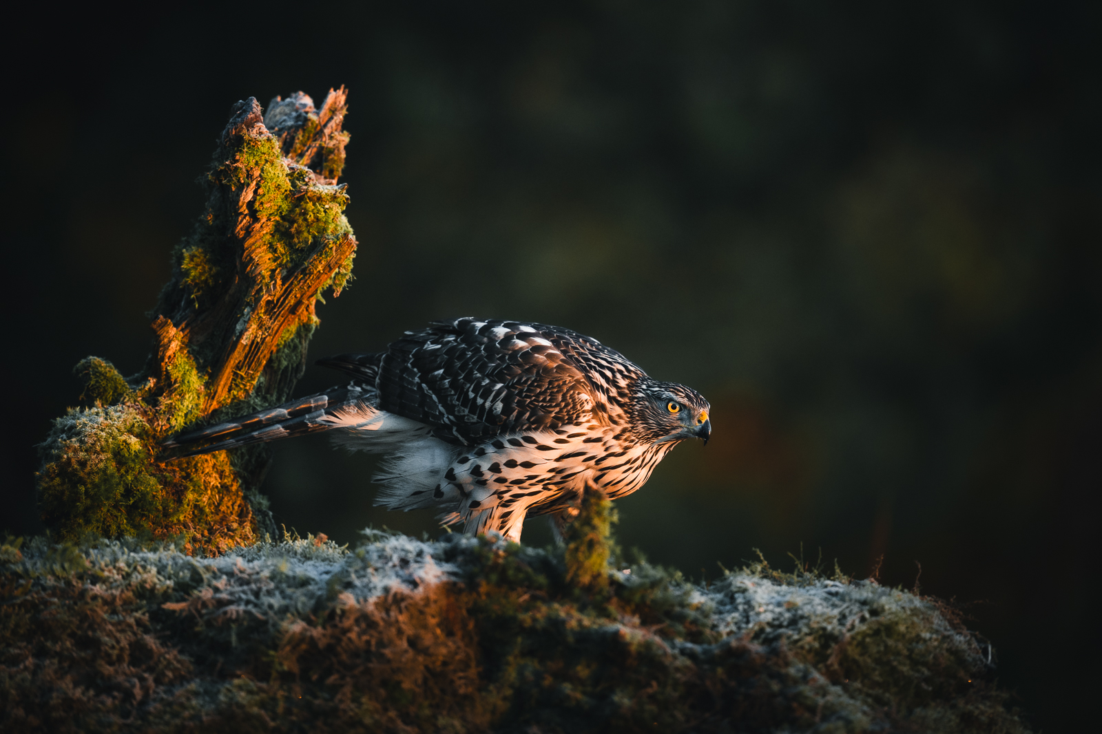 Young goshawk in winter morning light