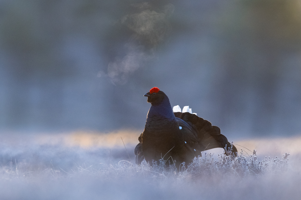 Black grouse on a frosty morning