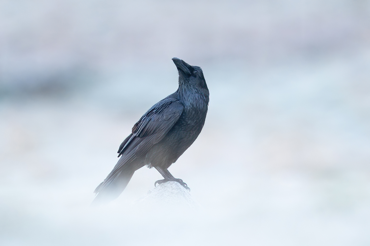 Raven looking to the sky
