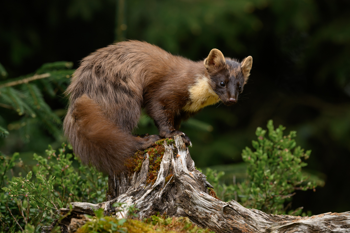 Pine marten on top of the log