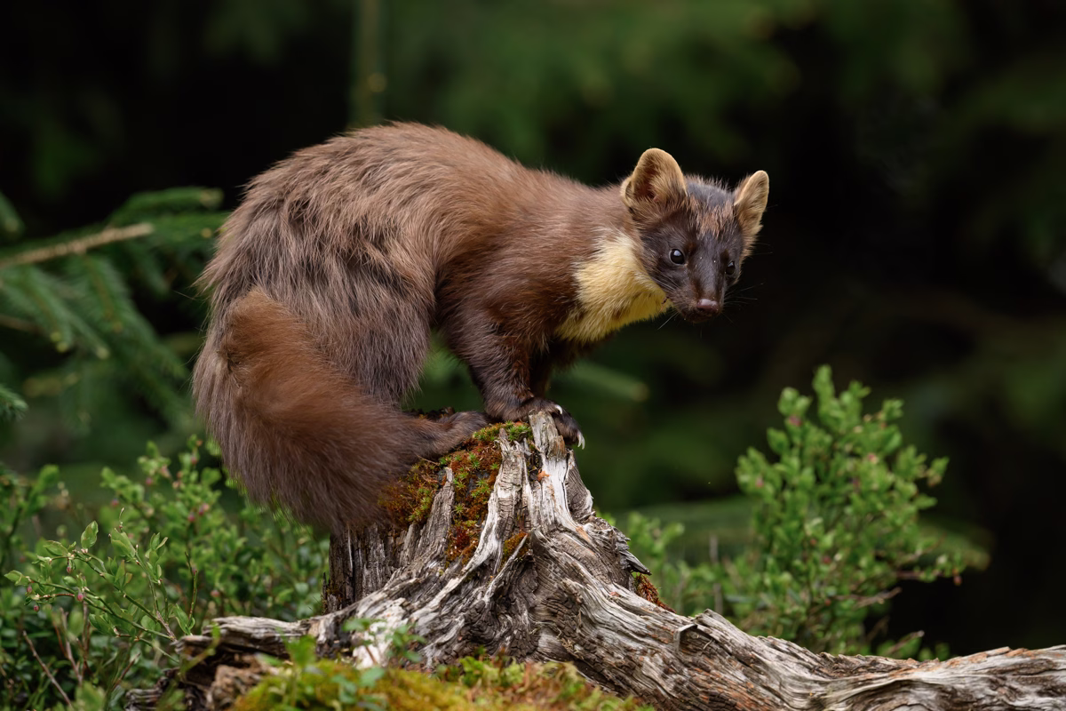 Pine marten on top of the log