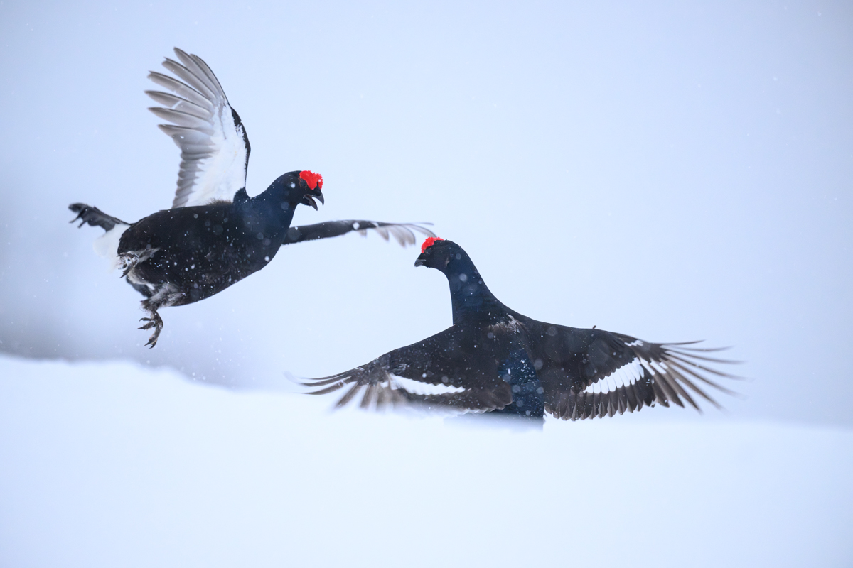 Black grouse fighting in the snow