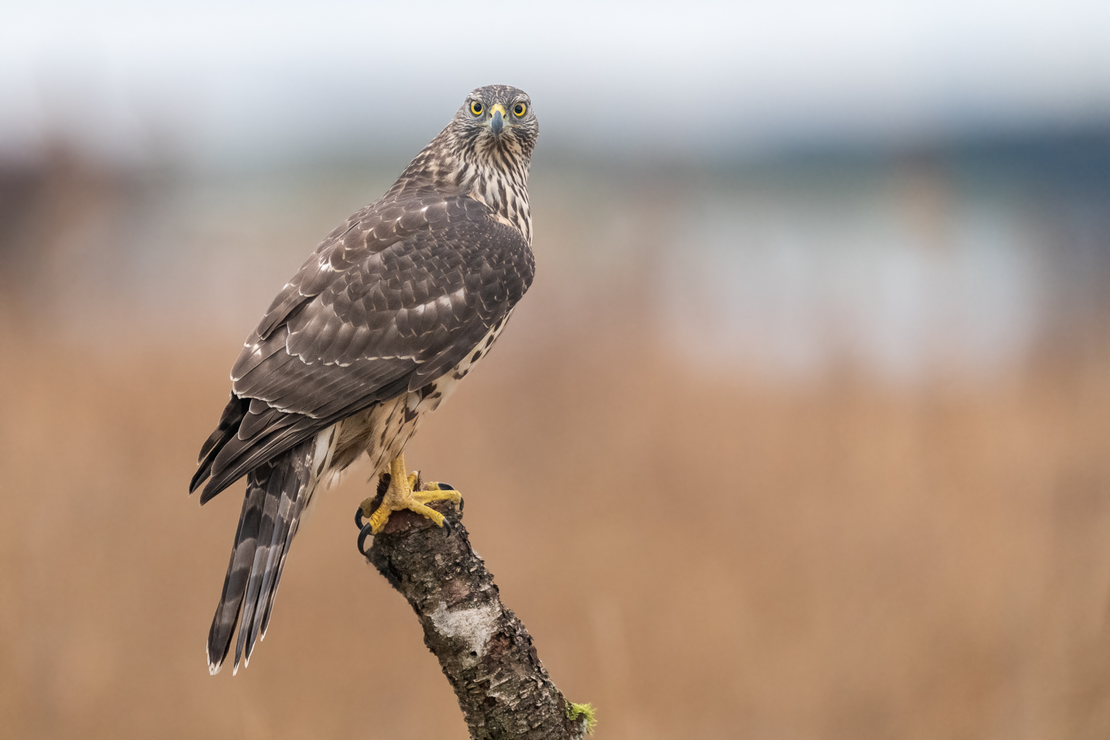 Young goshawk making eye contact