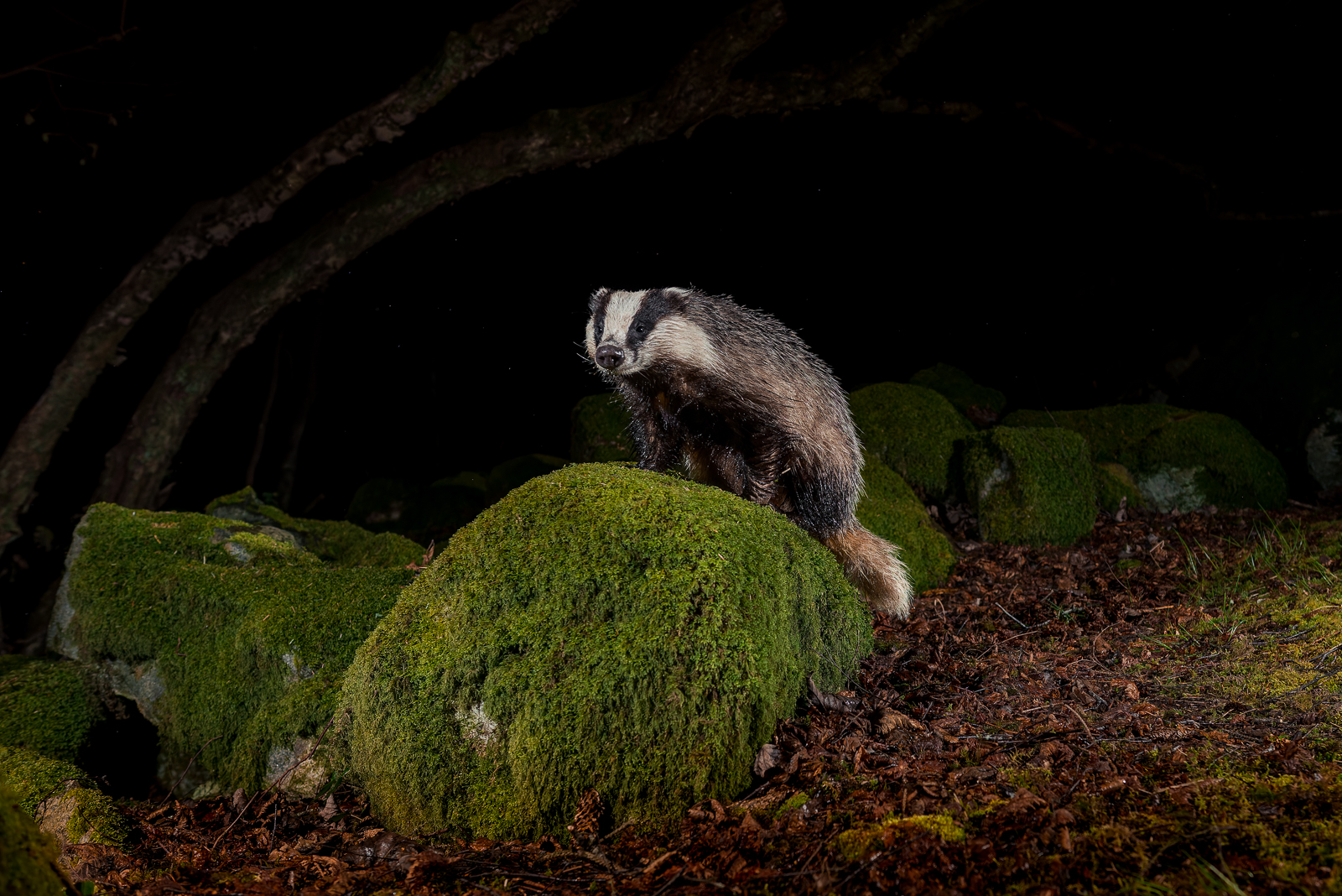 Badger climbing the rock