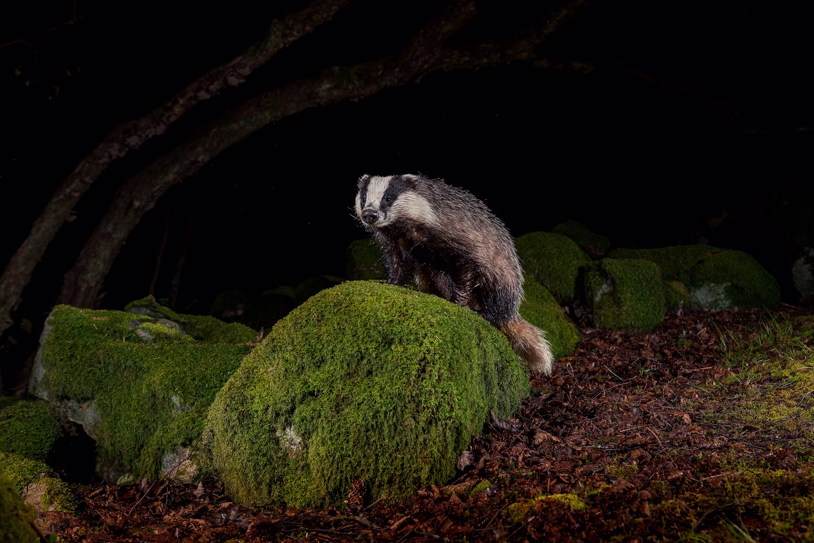 Badger climbing the rock