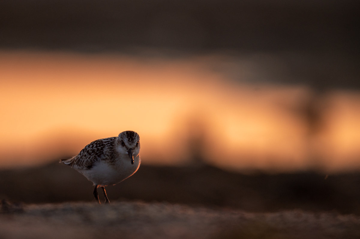 Sanderling as the sun sets