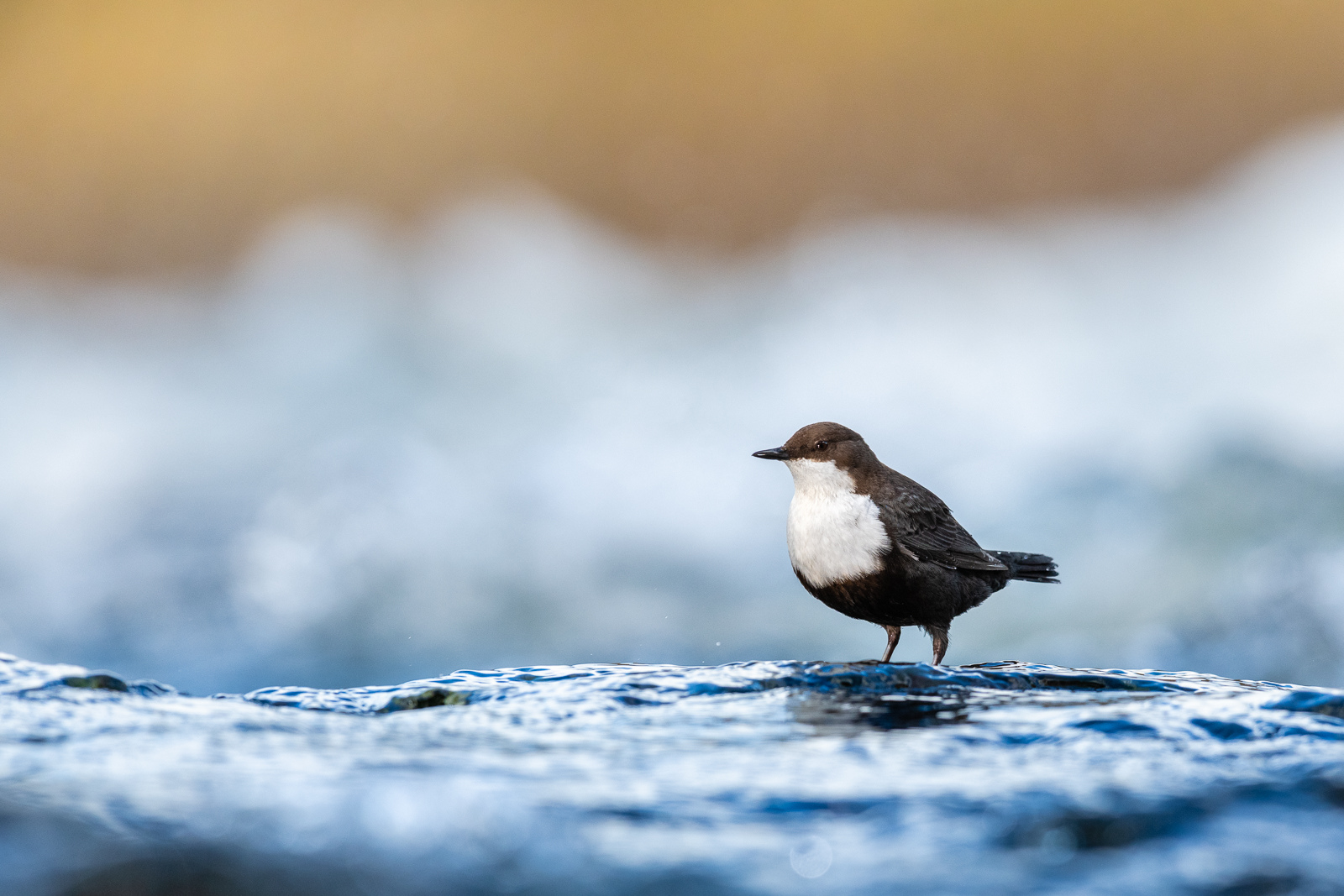 Dipper on the water’s edge
