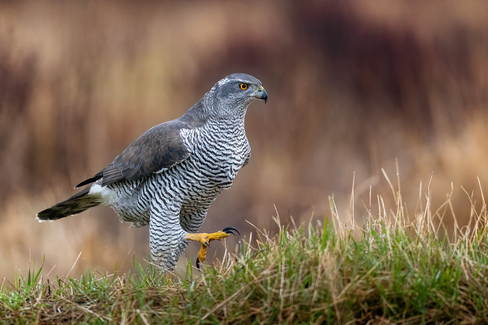 Walking goshawk