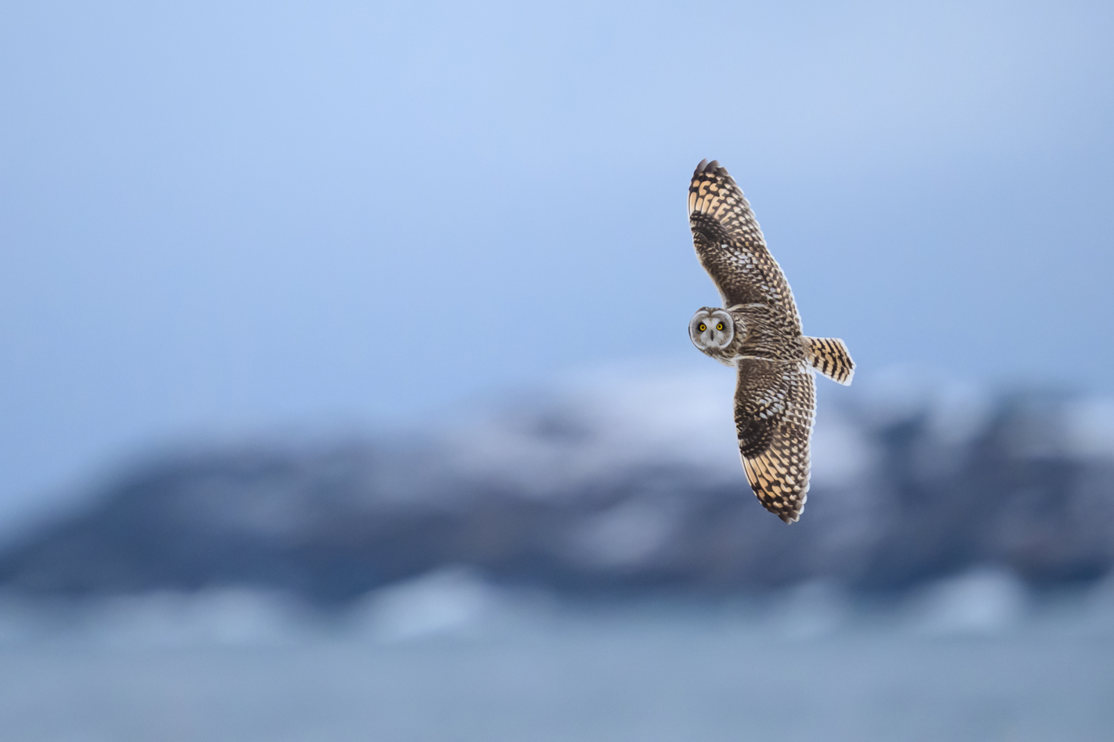 Short-eared owl at the coast