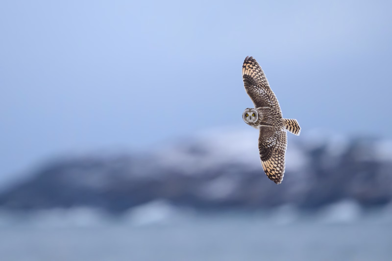 Short-eared owl at the coast