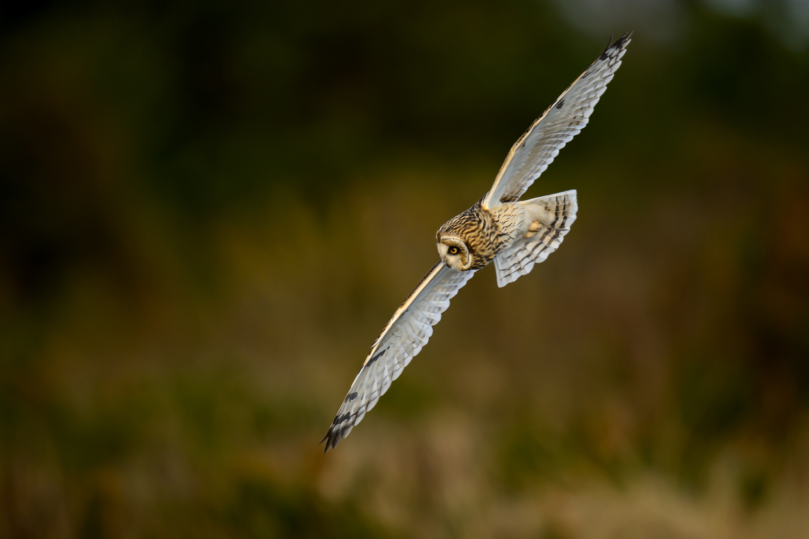 The short-eared owl spotting a prey on the forest floor