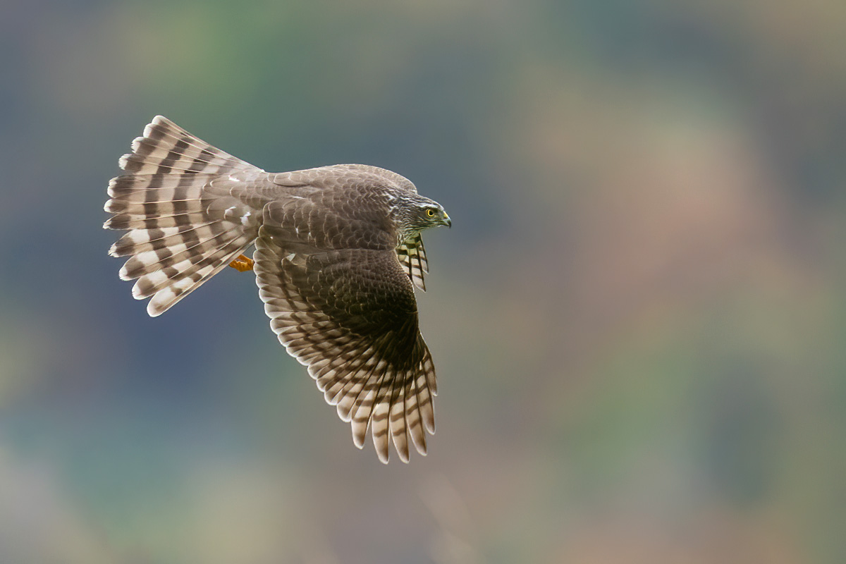 Sparrowhawk in flight in autumn colors