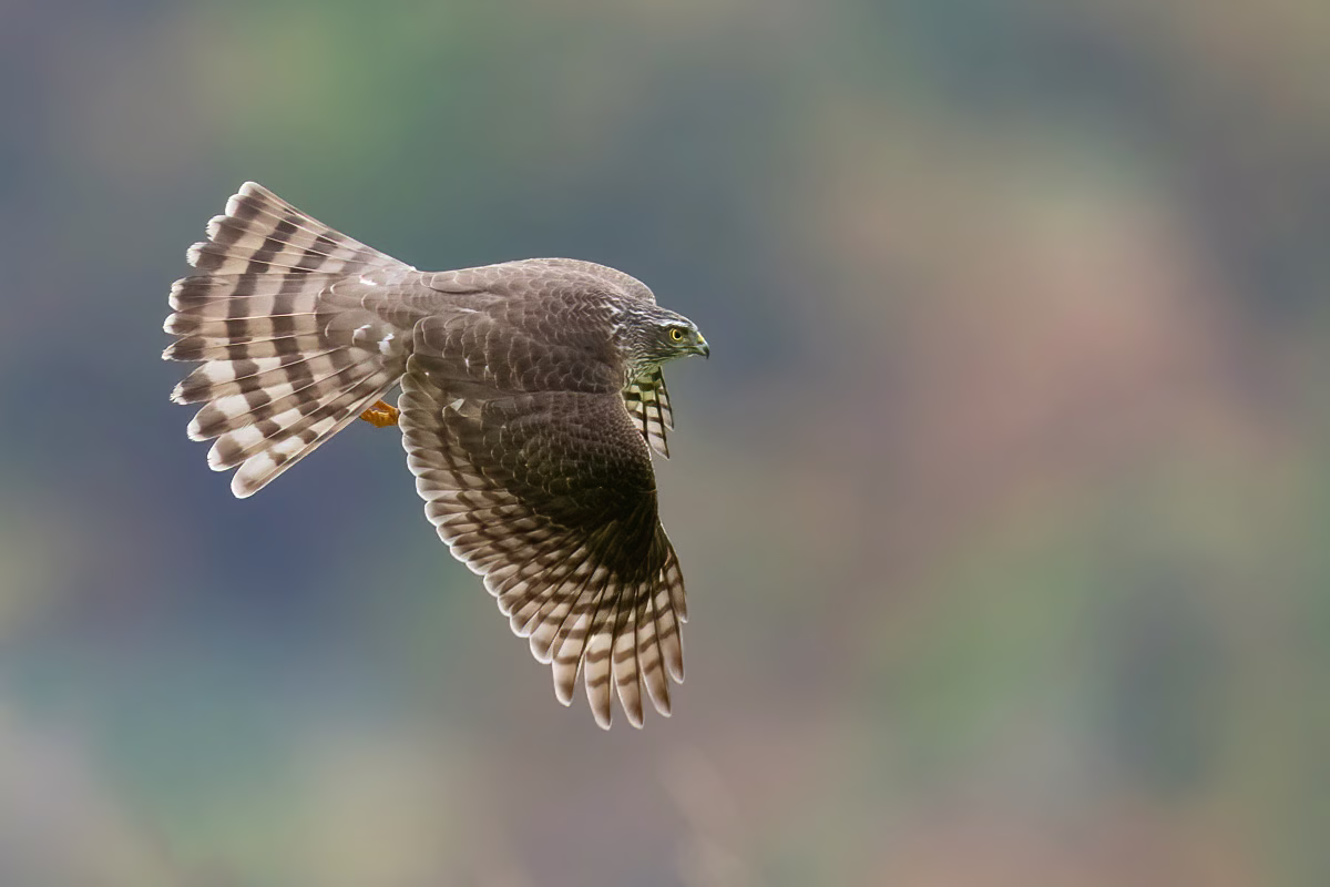 Sparrowhawk in flight in autumn colors