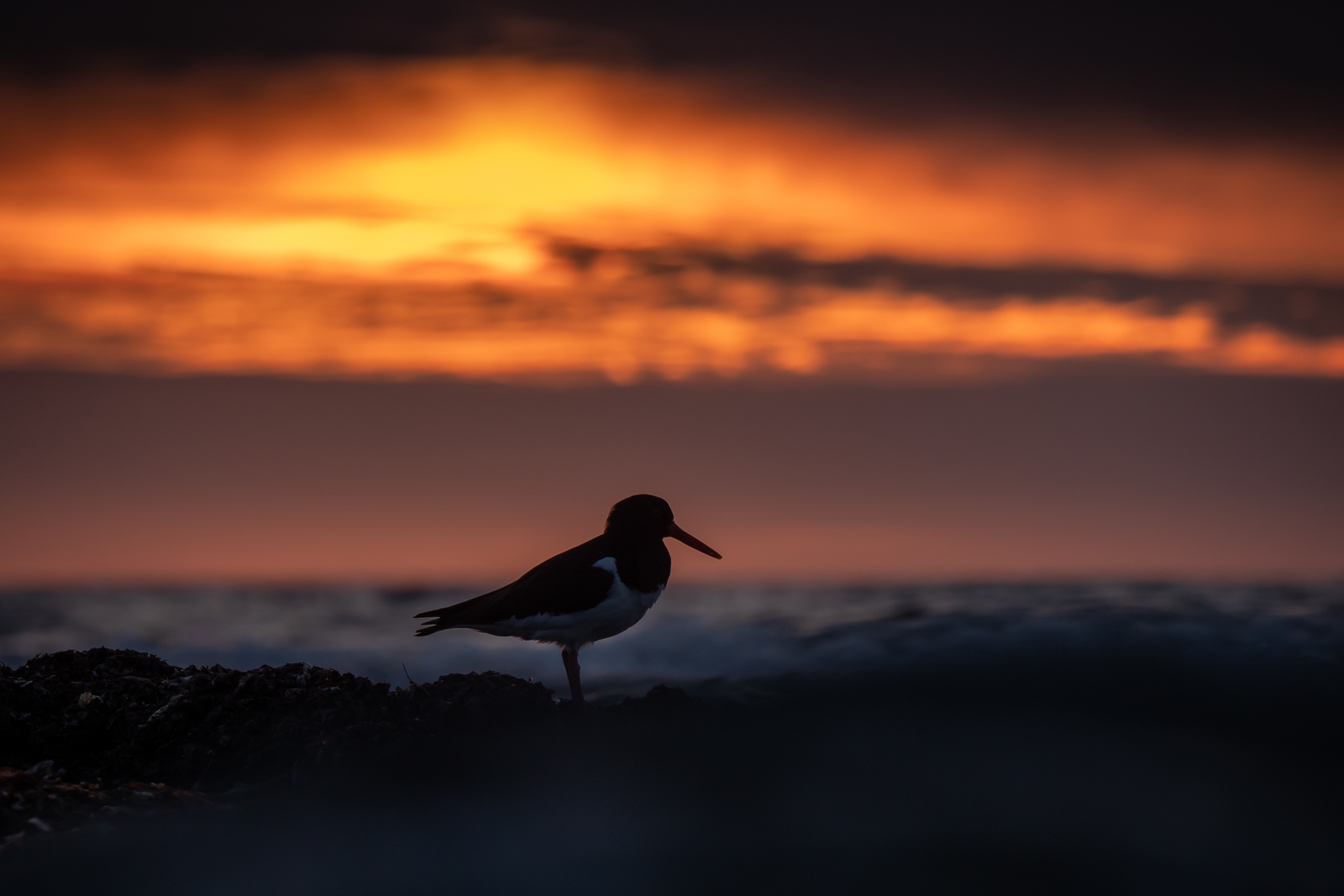 Oystercatcher in silhouette