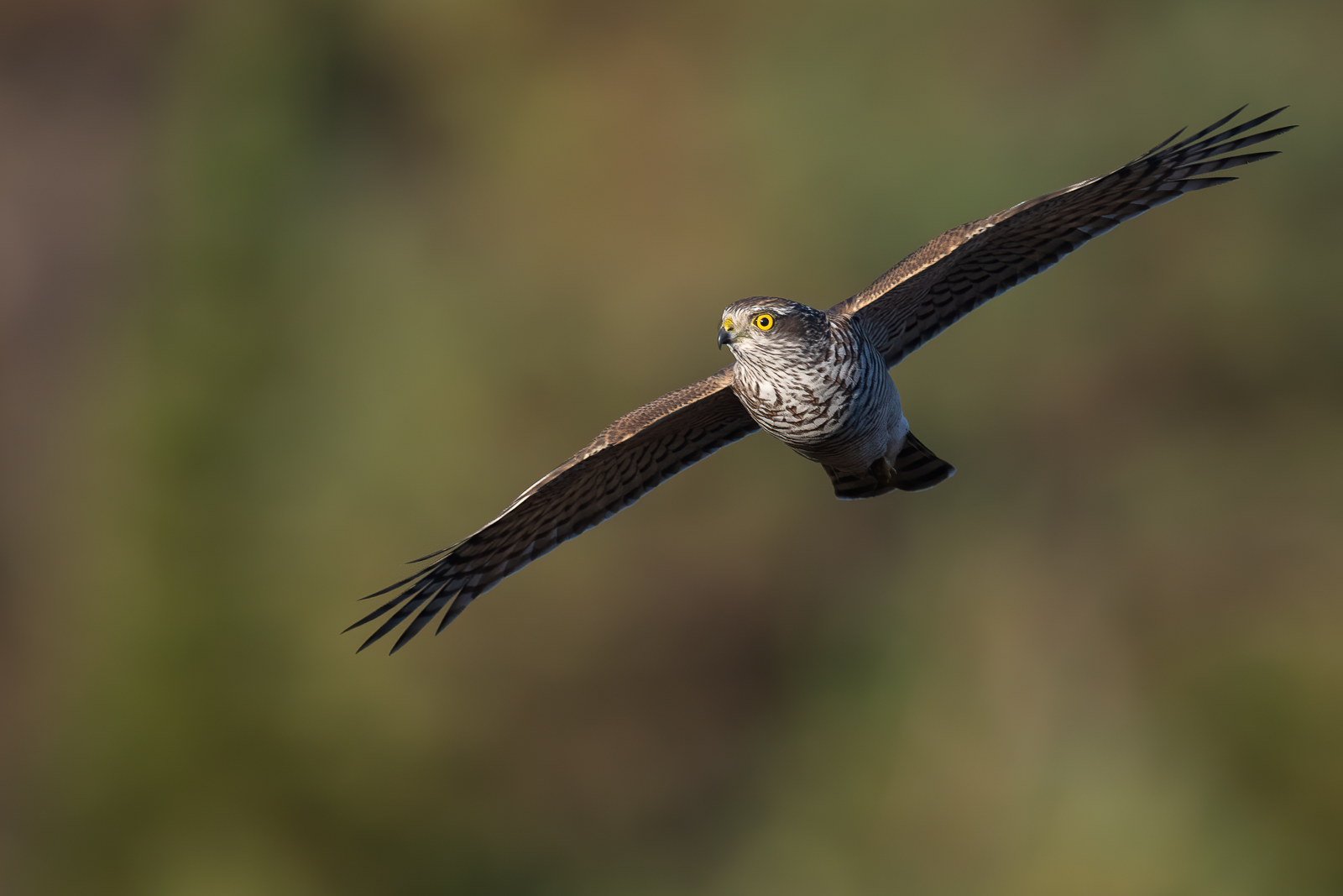 Sparrowhawk in flight