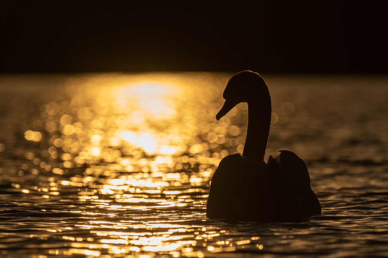 Muted swan in sunset