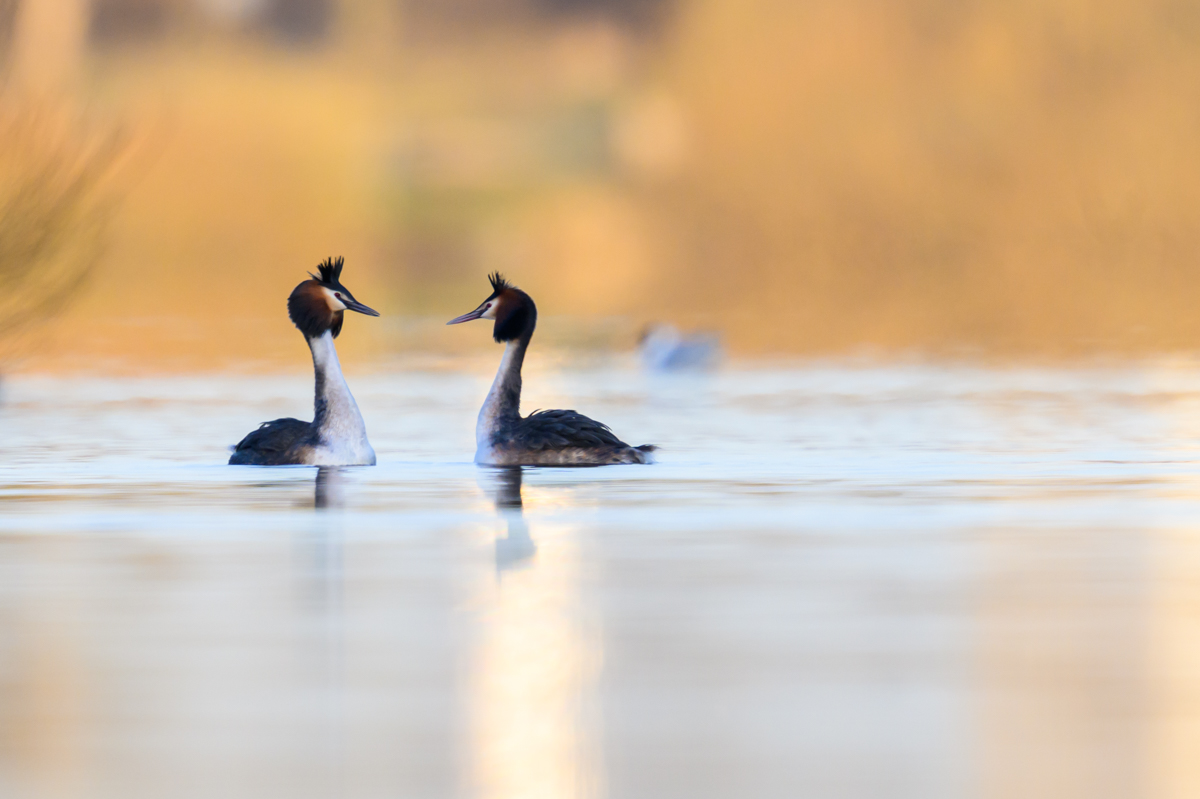 Great crested grebes in courtship