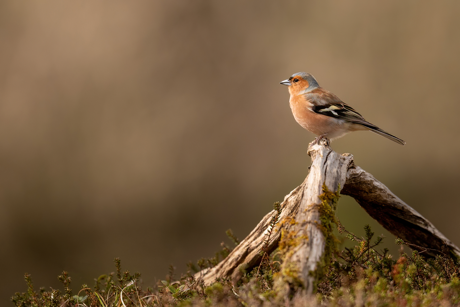 Chaffinch on a log in the forest