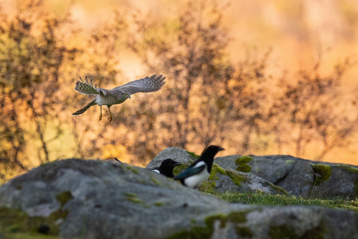 Sparrowhawk scaring the magpies