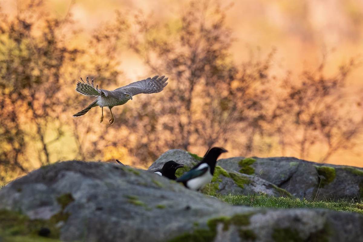 Sparrowhawk scaring the magpies
