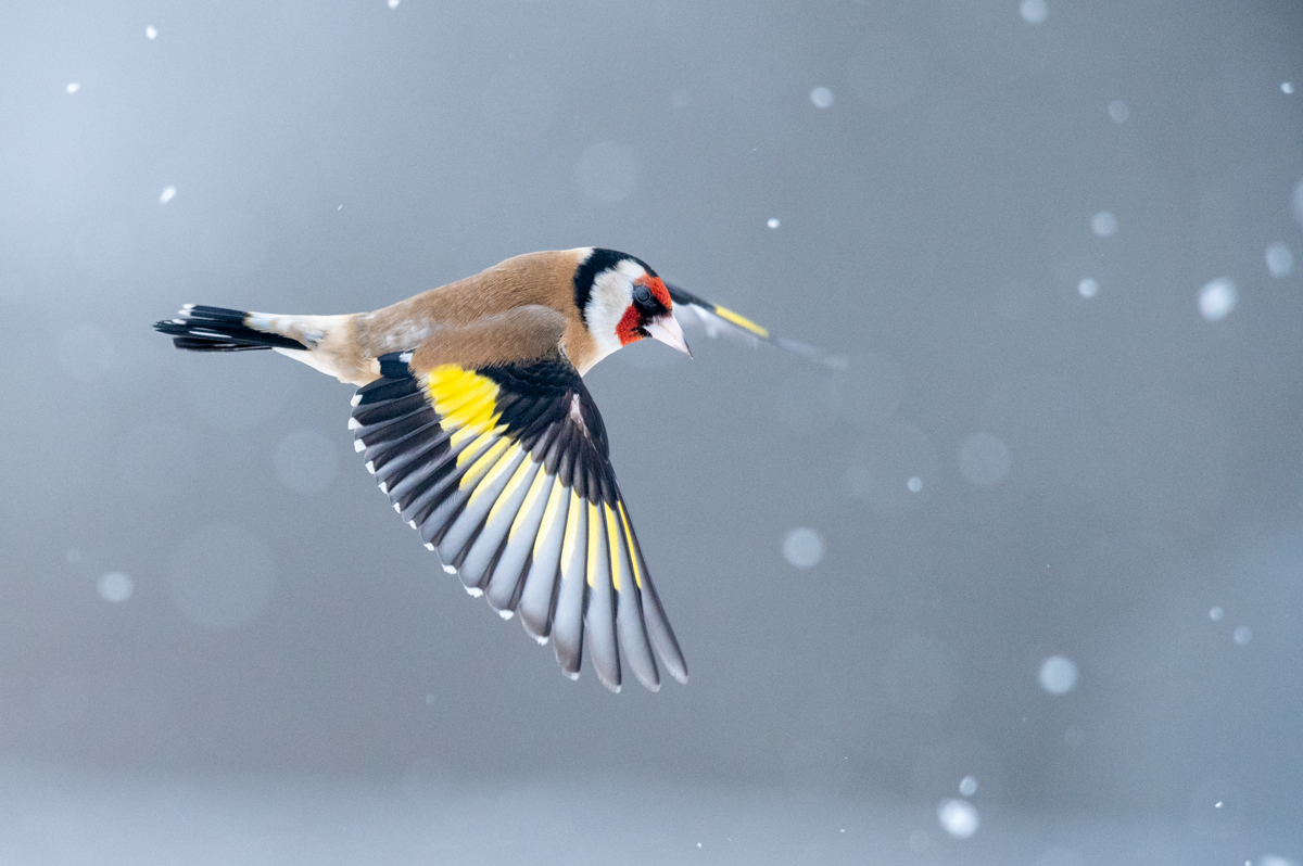 Goldfinch in flight