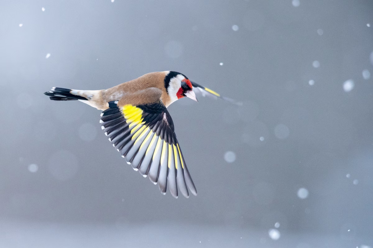 Goldfinch in flight
