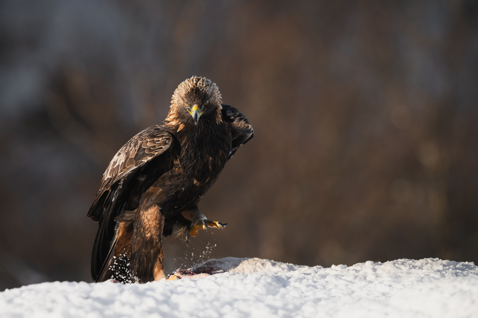 Angry golden eagle with its prey