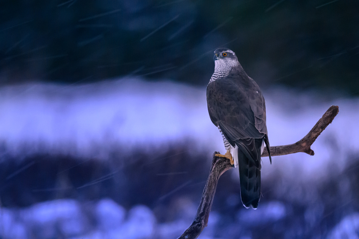 Goshawk at the break of dawn