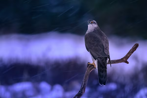 Goshawk at the break of dawn