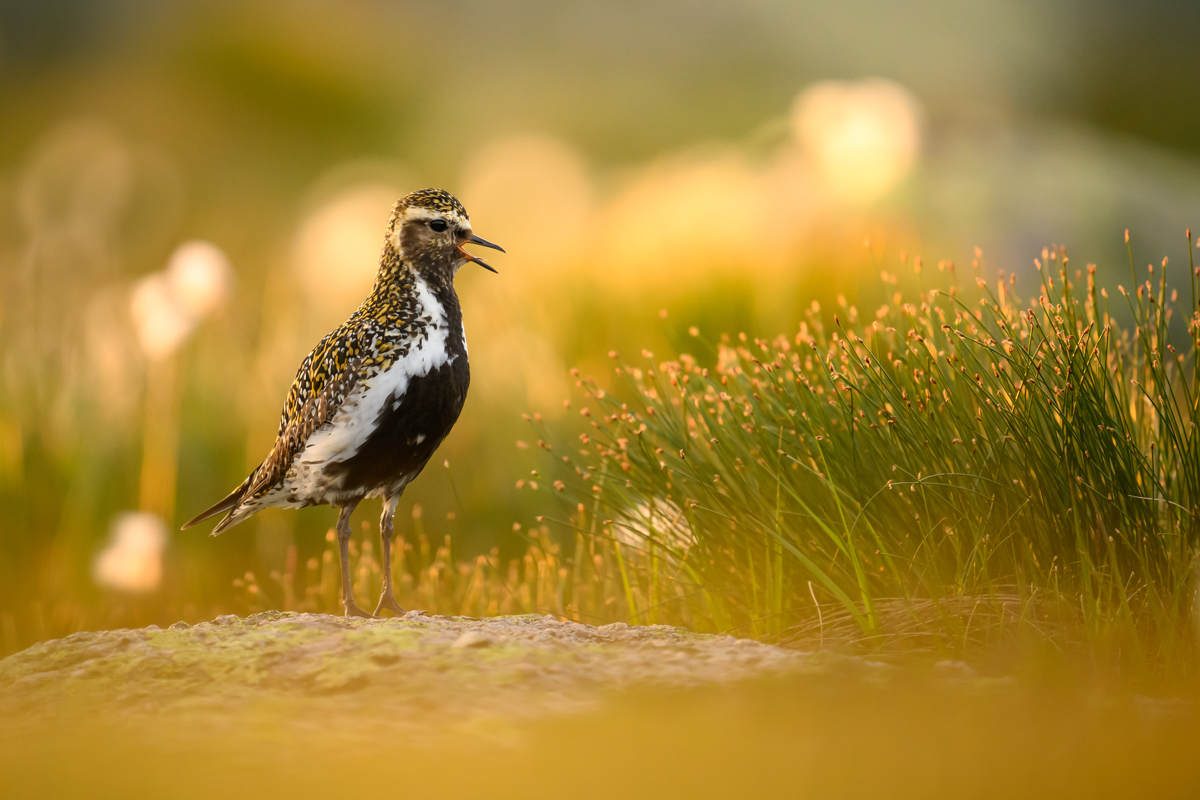 Golden plover in golden conditions