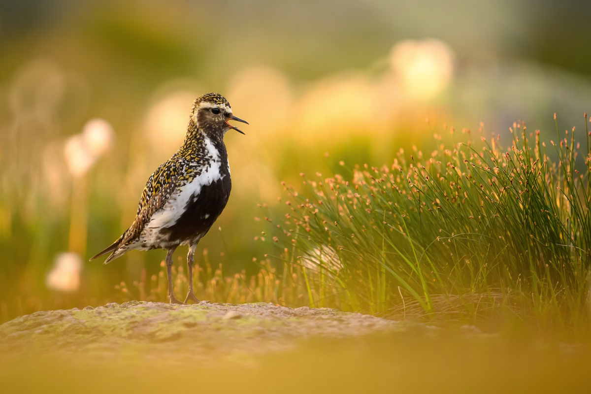 Golden plover in golden conditions