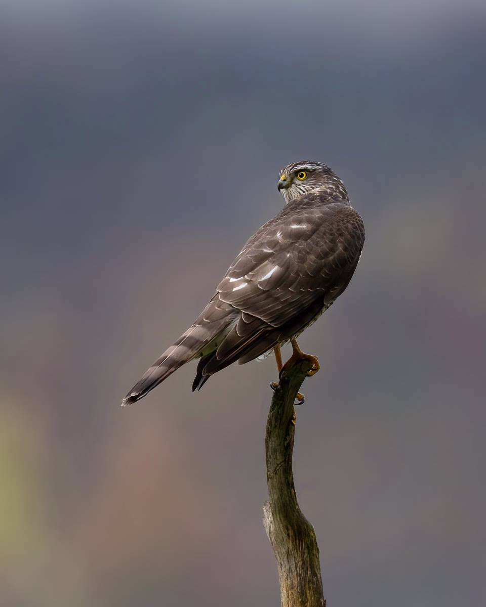 Sparrowhawk on top of a stick