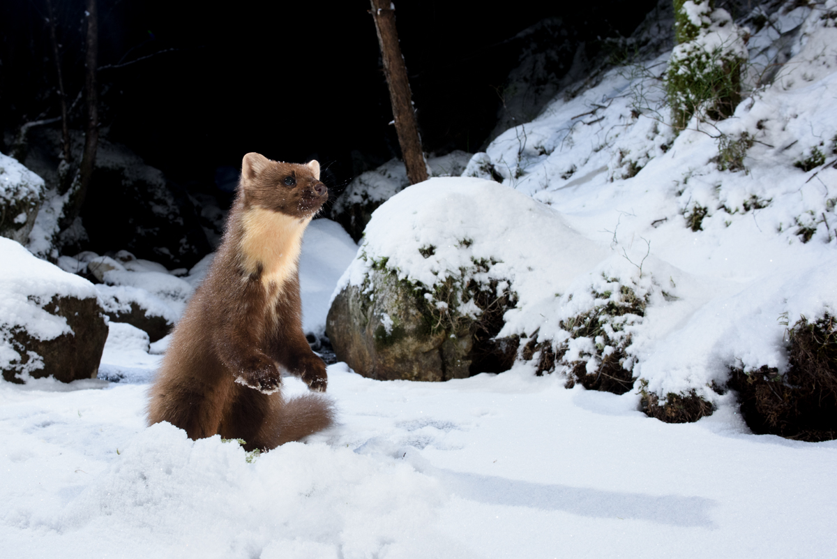 Pine marten on two legs in the snow