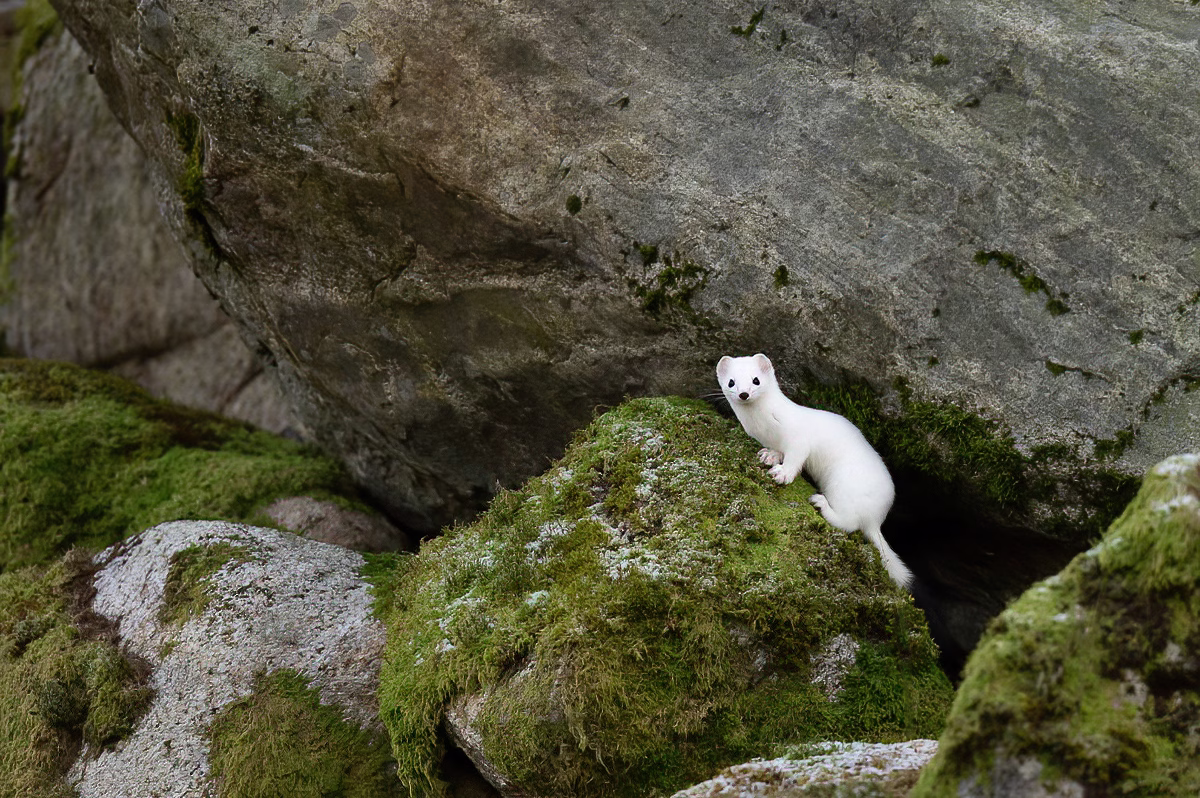 A little stoat under a big boulder