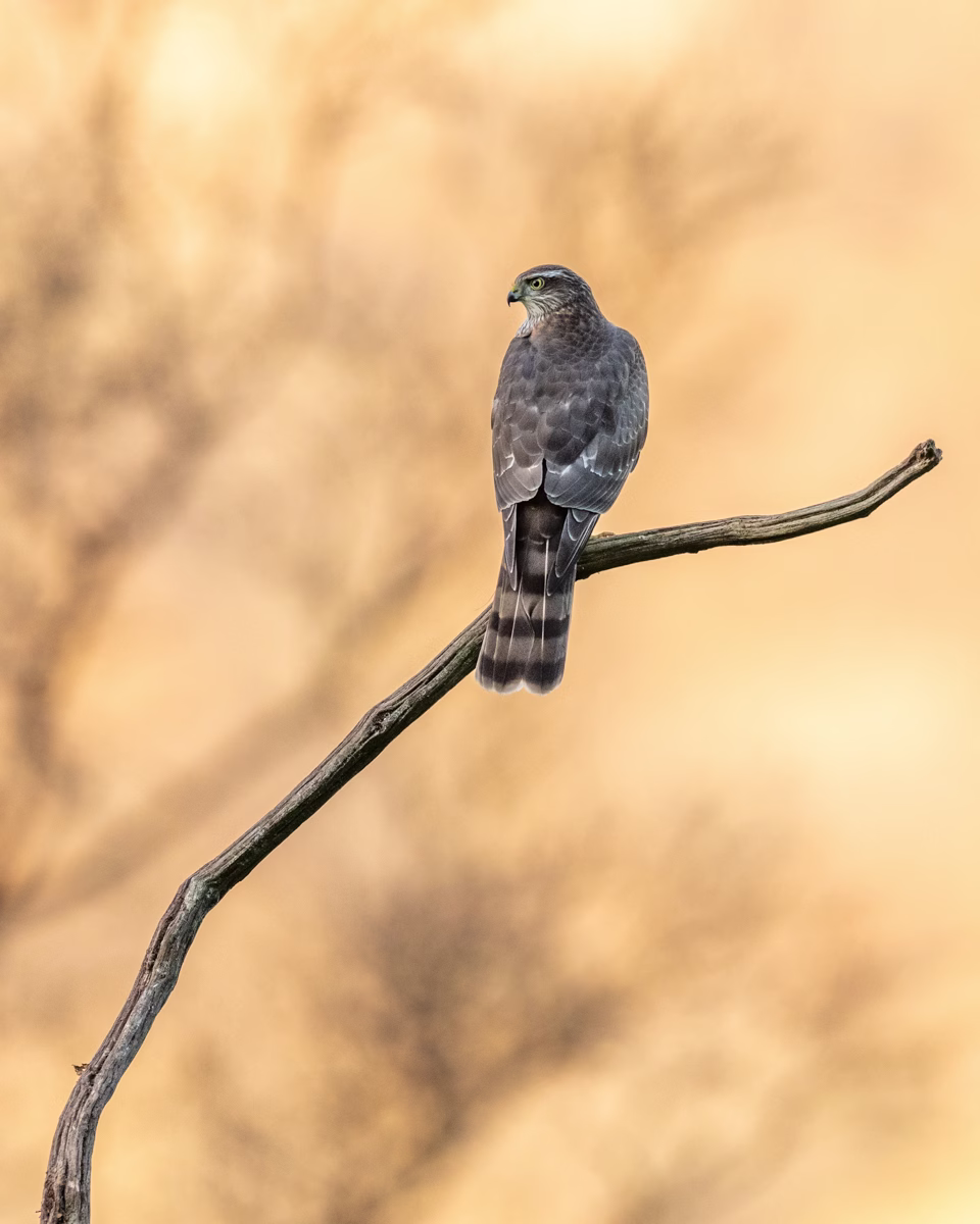 Sparrowhawk in autumn light