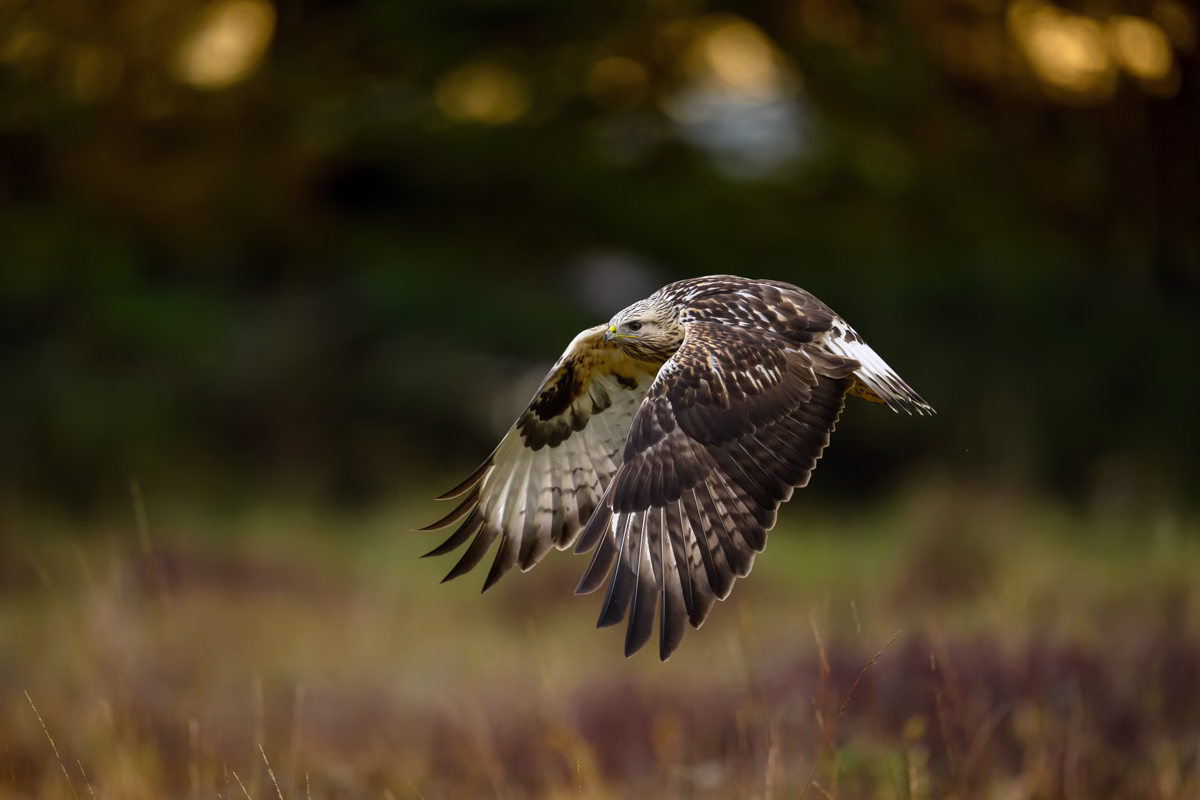 Rough-legged buzzard in flight in morning light