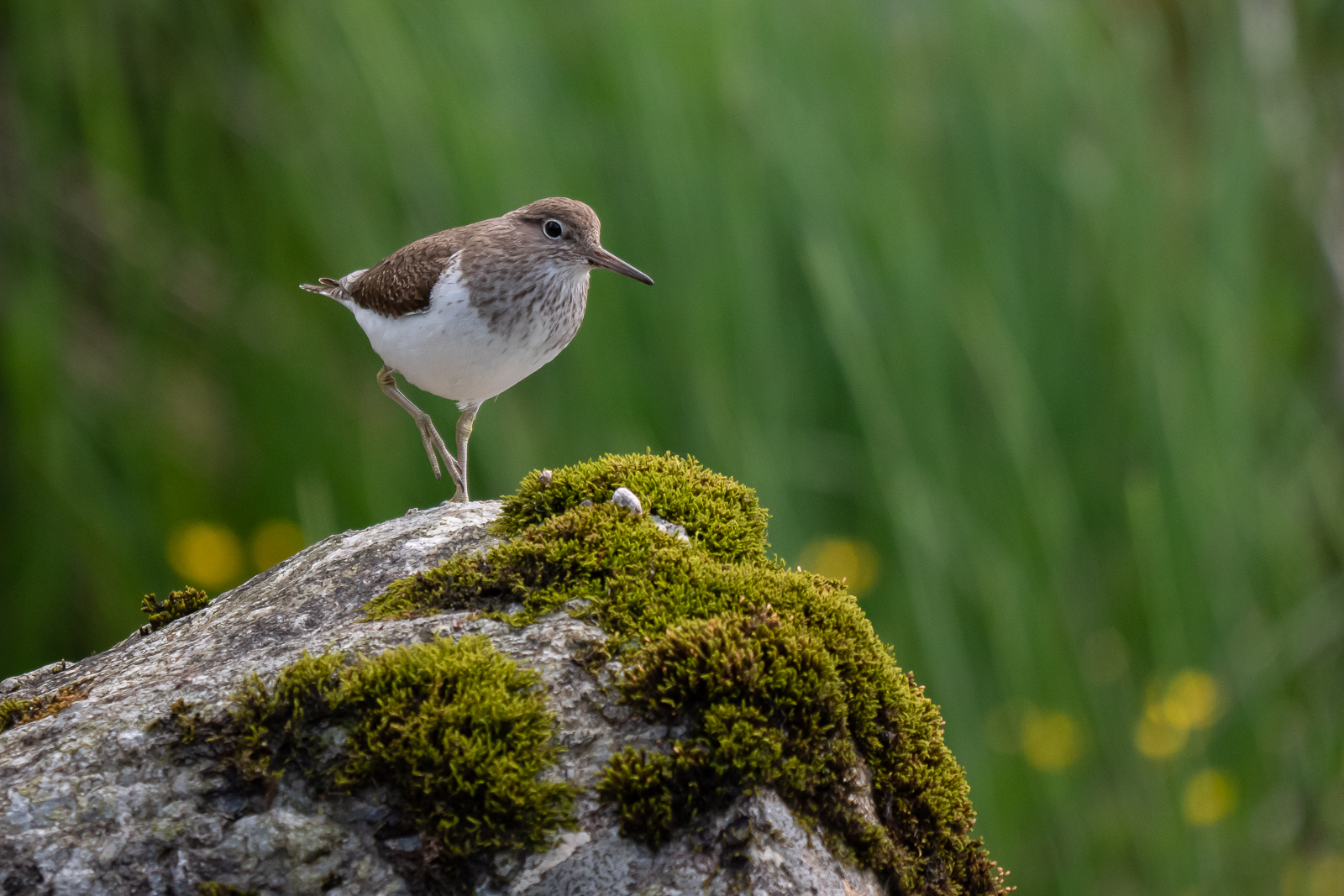 Common sandpiper balancing on one leg
