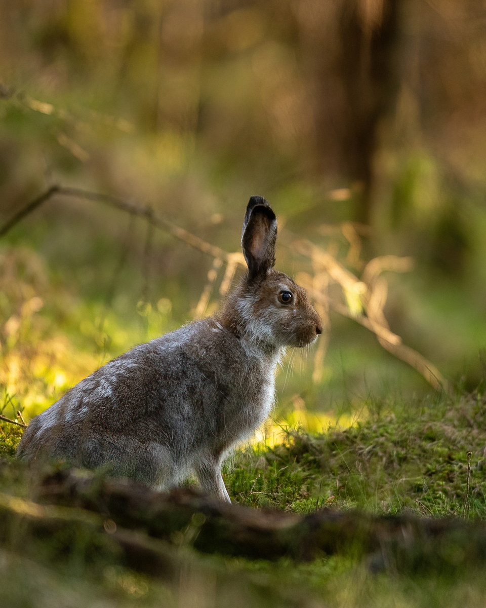 Hare in the forest at dawn