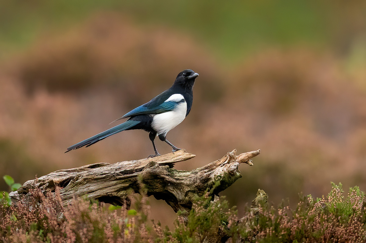 Magpie on a root