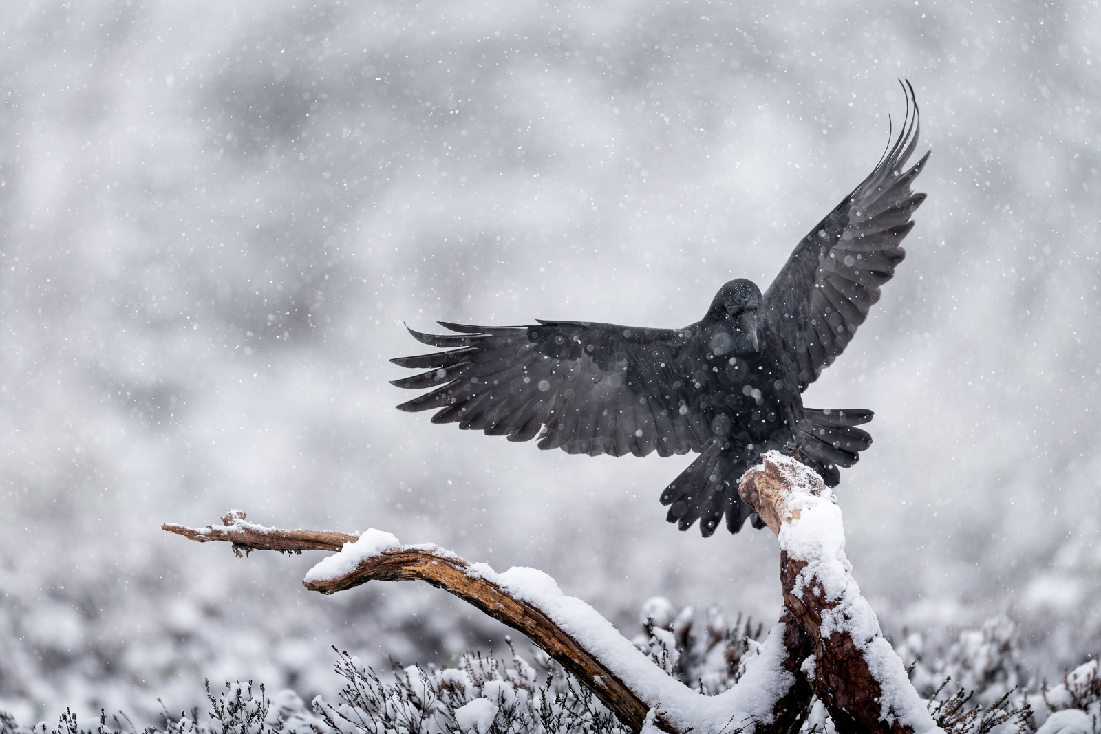 Raven landing in snowy weather