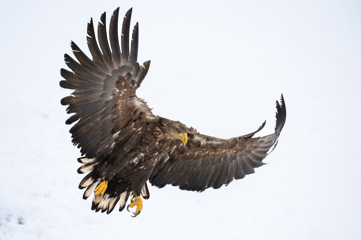 White tailed eagle in white-out