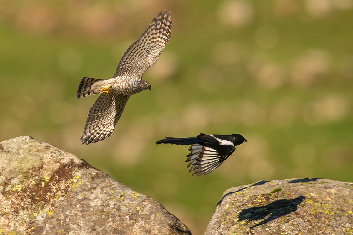 Sparrowhawk chasing the magpie